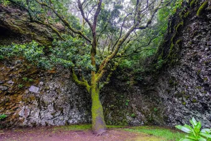 arbol garoe el hierro
