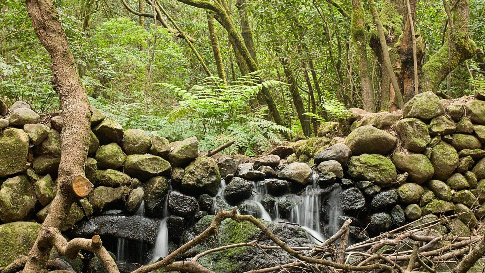 bosque del cedro la gomera