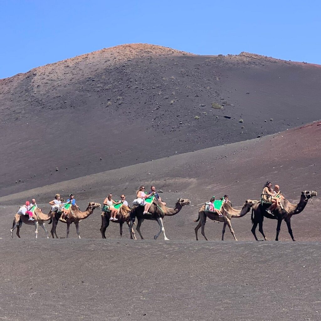camellos en Lanzarote