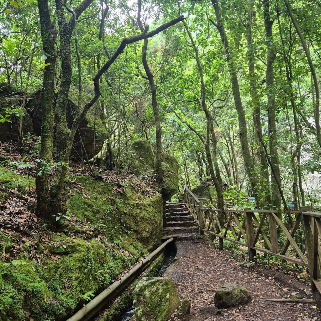 Los Tilos La Palma