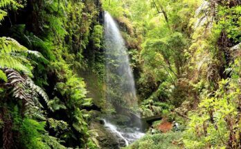 Cascada de Los Tilos La Palma