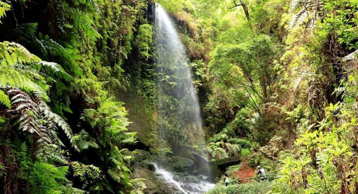 Cascada de Los Tilos La Palma