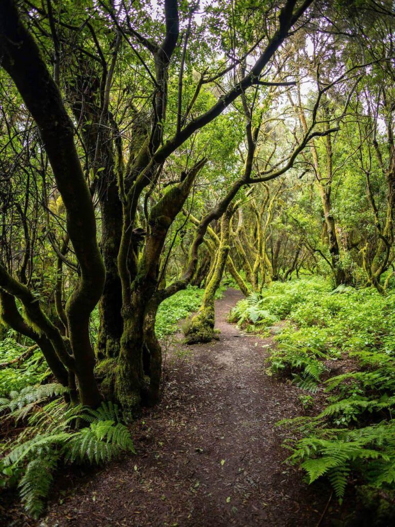 sendero en La palma
